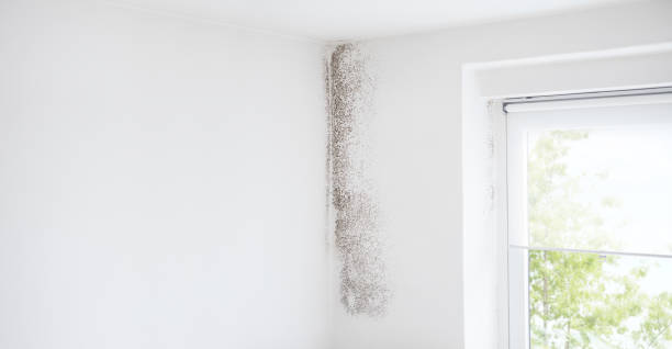 Best Mold Damage Restoration  in Monument Hills, CA