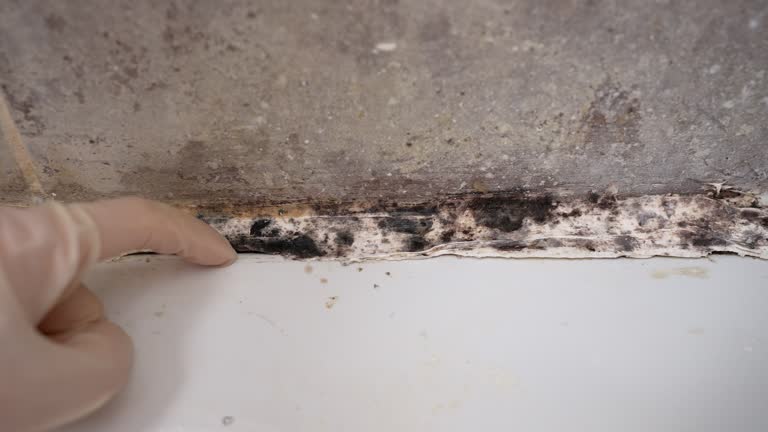 Best Forensic Mold Investigation  in Monument Hills, CA