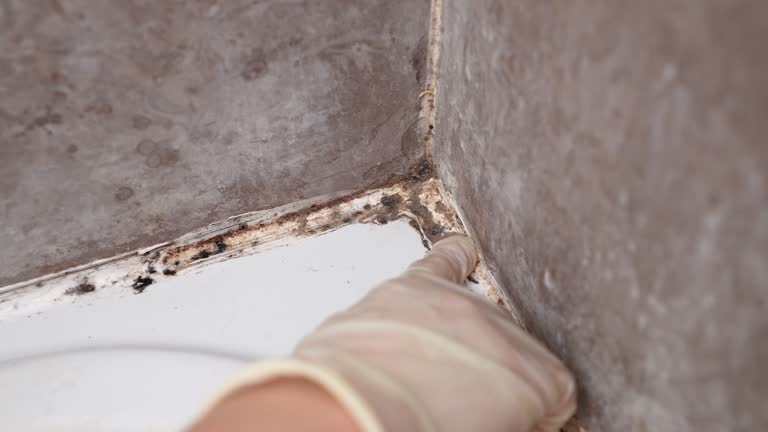 Best Basement Mold Removal  in Monument Hills, CA